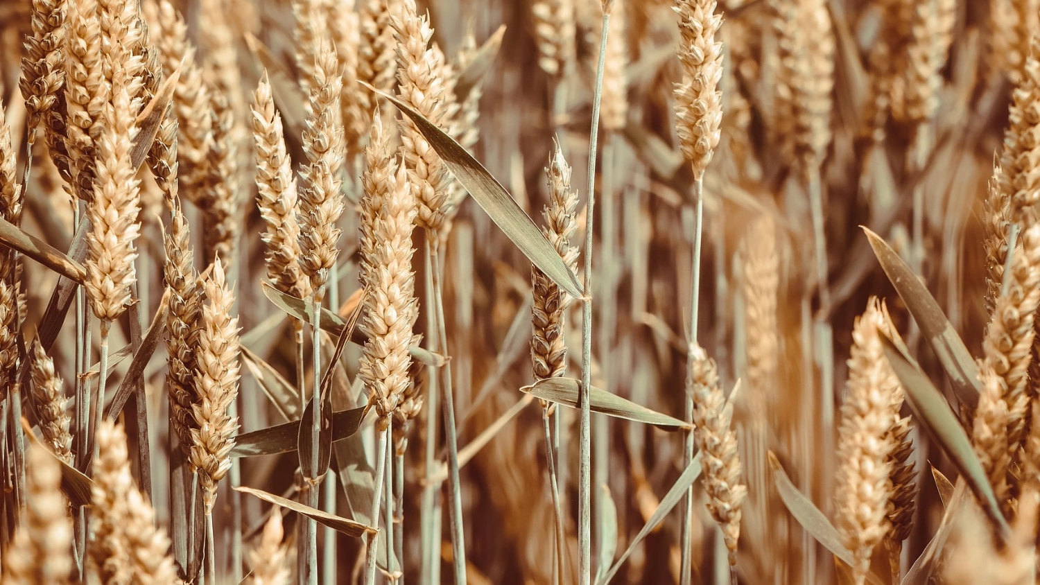 CEC Bank enables refinancing of farming loans