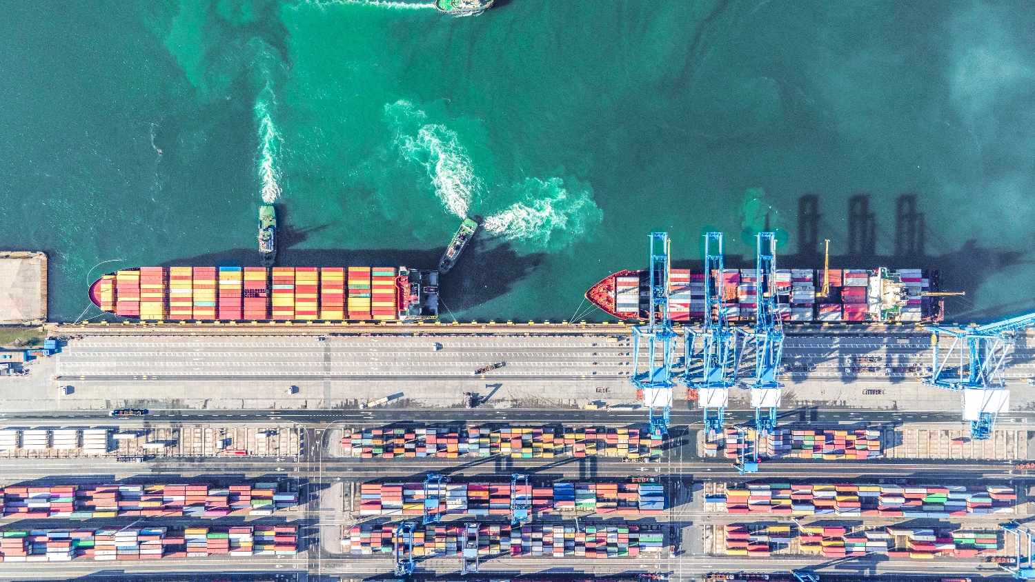 DP World plants underwater forests to revive Black Sea marine life