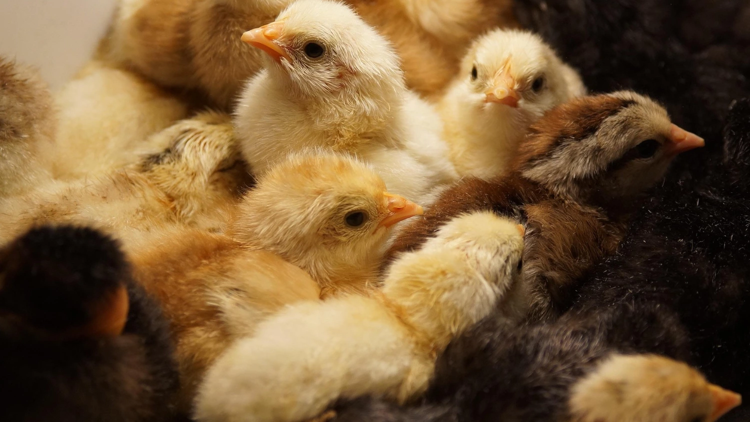 Grup Şerban subsidiary sells poultry assets for €16.5 million