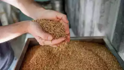 News - Malteries Soufflet to build new €56 million production site in Bulgaria