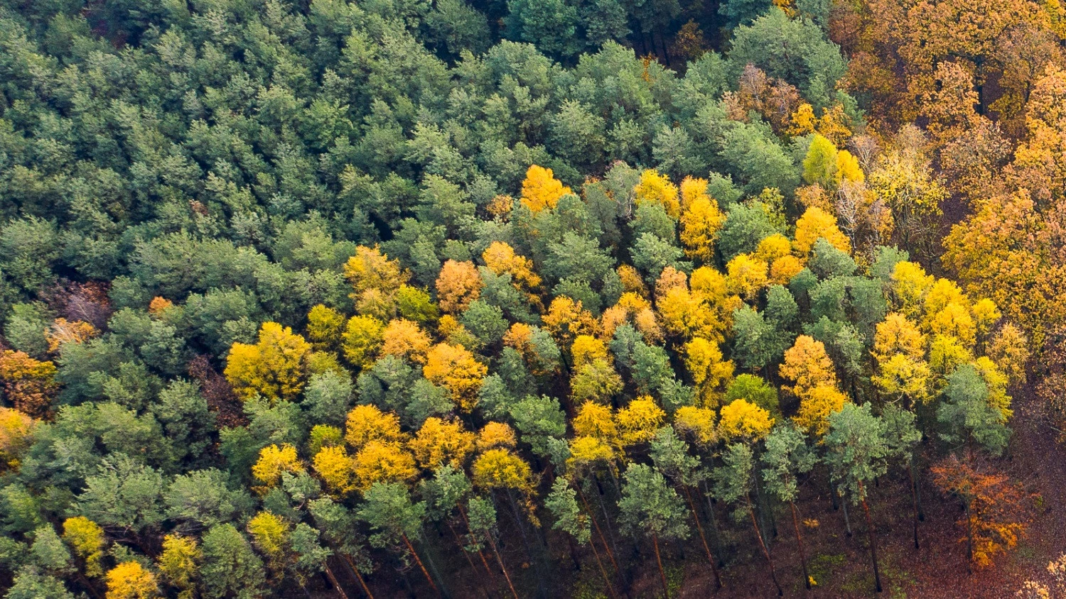 News Article CTP buys and plans to revitalize forest in the Czech Republic